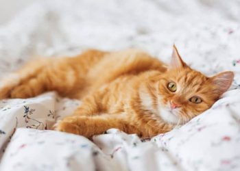 Pourquoi mon chat fait pipi dans le lit de mon fils ?