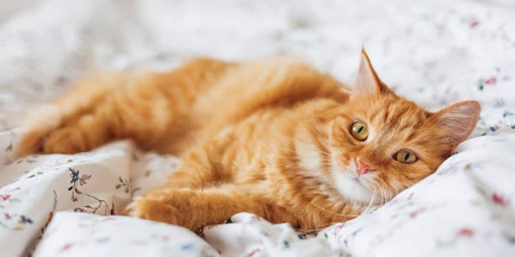 Pourquoi mon chat fait pipi dans le lit de mon fils ?