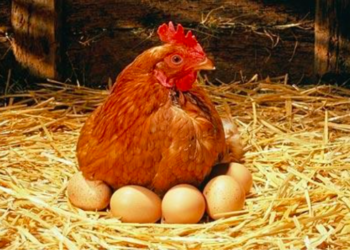 Comment stimuler la ponte chez les escargots ?