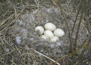 Comment savoir si une poule est prête à pondre ?