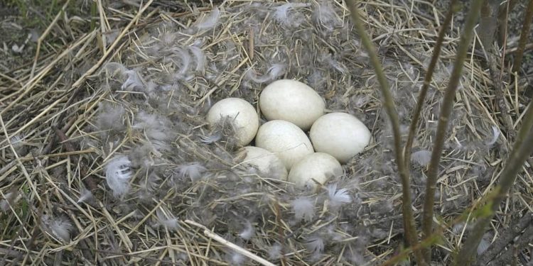 Comment savoir si une poule est prête à pondre ?