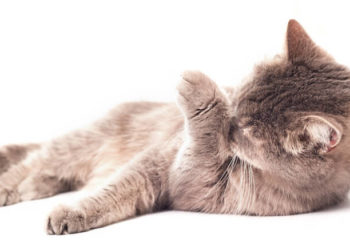 Comment soigner un chat qui se lèche ?