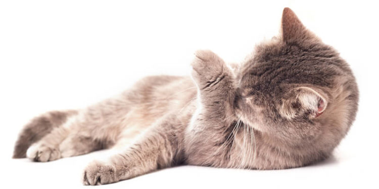 Comment soigner un chat qui se lèche ?