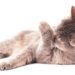Comment soigner un chat qui se lèche ?