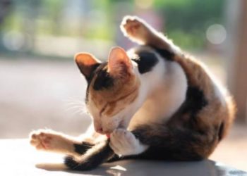 Pourquoi mon chat se lèche dès que je le caresse ?