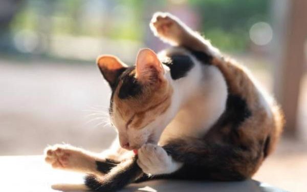 Pourquoi mon chat se lèche dès que je le caresse ?