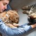 Quels sont les risques de dormir avec un chat ?