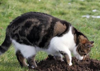 Comment stopper le marquage urinaire du chat ?