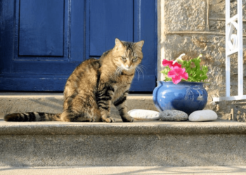 Comment habituer son chat à sortir et revenir ?