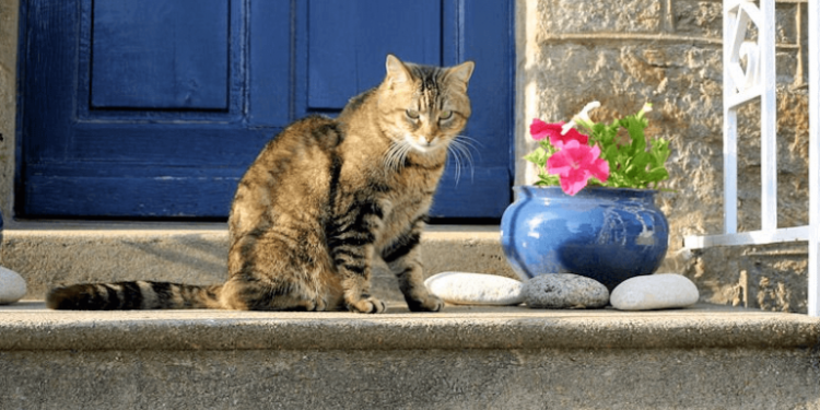 Comment habituer son chat à sortir et revenir ?