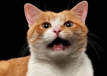 Comment faire pour que mon chat arrête de se lécher ?