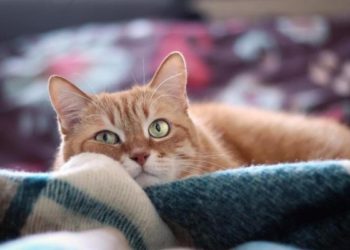 Est-ce normal qu'un chat respire vite ?