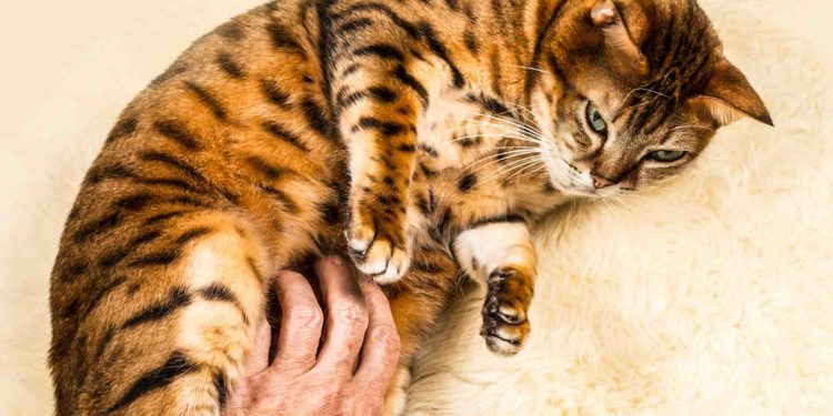 Quelle est l'odeur que les chats détestent ?