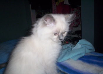 Comment empêcher son chat de mettre de la litière partout ?