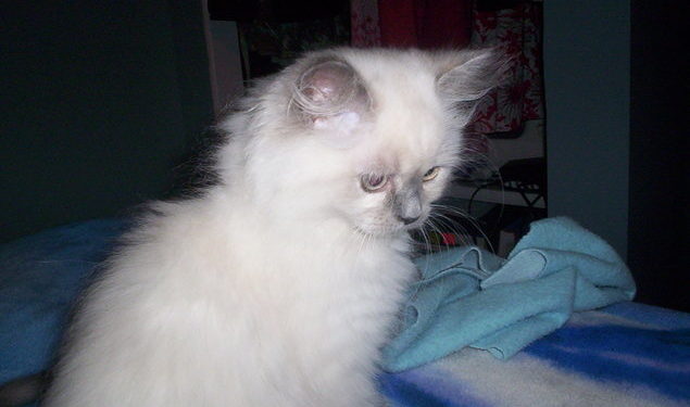 Comment empêcher son chat de mettre de la litière partout ?