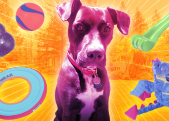 Quels sont les meilleurs nom pour un chat ?