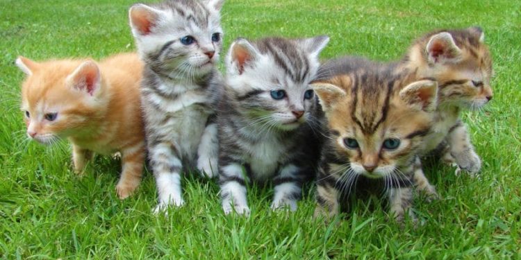 Comment appeler son chat ?