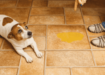 Pourquoi un chien n'est plus propre ?