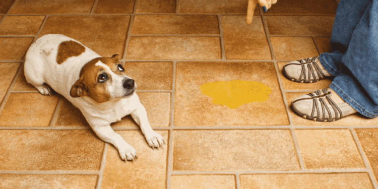 Pourquoi un chien n'est plus propre ?