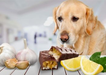 Est-ce que les chien peuvent manger du basilic ?
