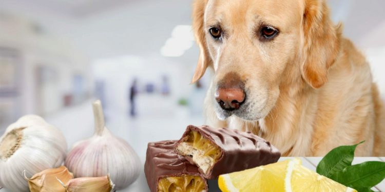 Est-ce que les chien peuvent manger du basilic ?