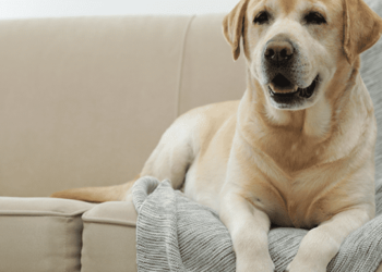 Comment faire pour empêcher un chien de faire caca partout ?