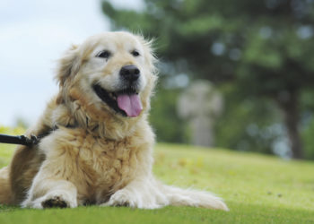 Pourquoi un chien sent mauvais ?