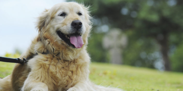 Pourquoi un chien sent mauvais ?