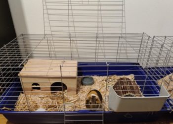 Où placer la cage d'un cochon d'Inde ?