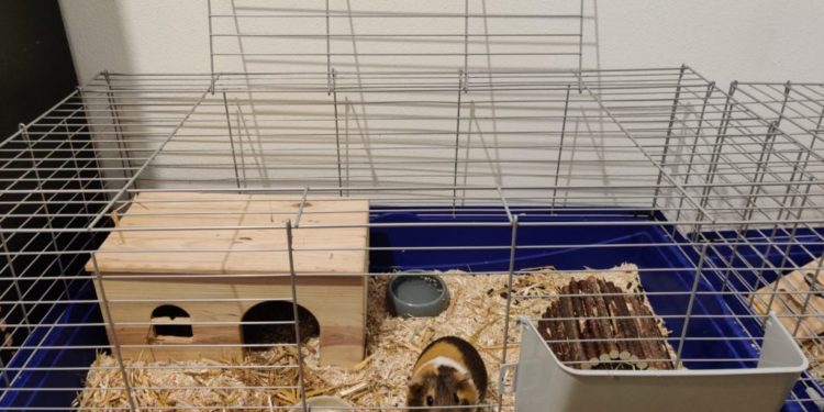 Où placer la cage d'un cochon d'Inde ?