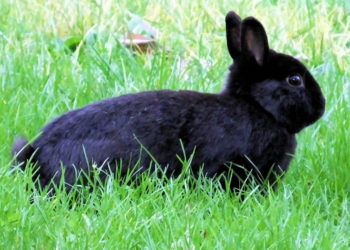 Est-ce que le lapin nain voit dans le noir ?
