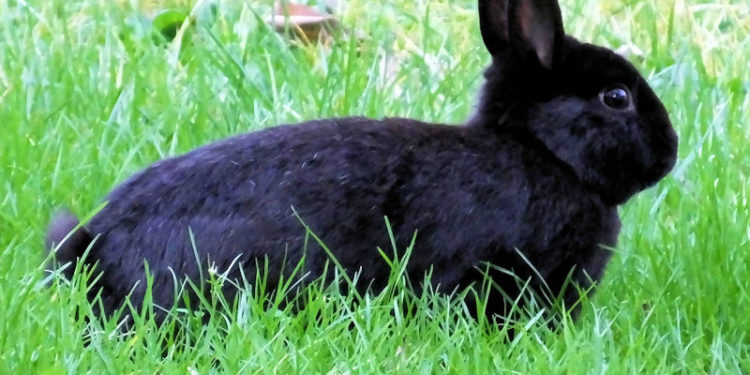 Est-ce que le lapin nain voit dans le noir ?