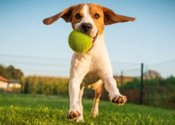 Comment jouer avec son chien à la maison ?