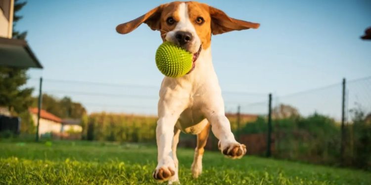 Comment jouer avec son chien à la maison ?