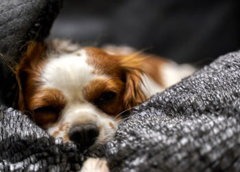 Où faire dormir son petit chaton ?