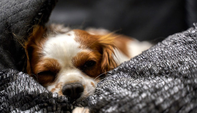 Où faire dormir son petit chaton ?