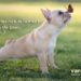 Comment soigner une dermatite chez le chien naturellement ?