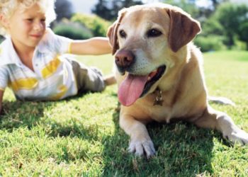 Comment eviter qu'un chiot pleure quand il est seul ?