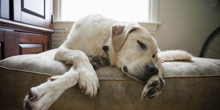 Où doit dormir un chien la nuit ?