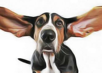 Comment s'appelle un chien avec des grandes oreilles ?