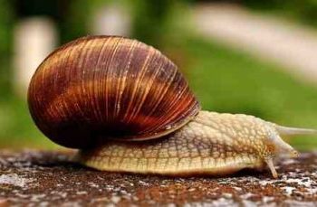 Comment garder un escargot à la maison ?