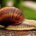 Comment garder un escargot à la maison ?