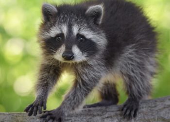 Est-ce que les ratons laveurs sont dangereux ?