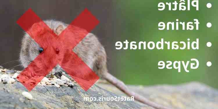 C'est quoi qui attire les souris ?