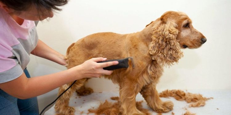 Est-ce que les poils des chiens repoussent ?