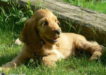 Quel moyen pour faire taire le chien du voisin ?