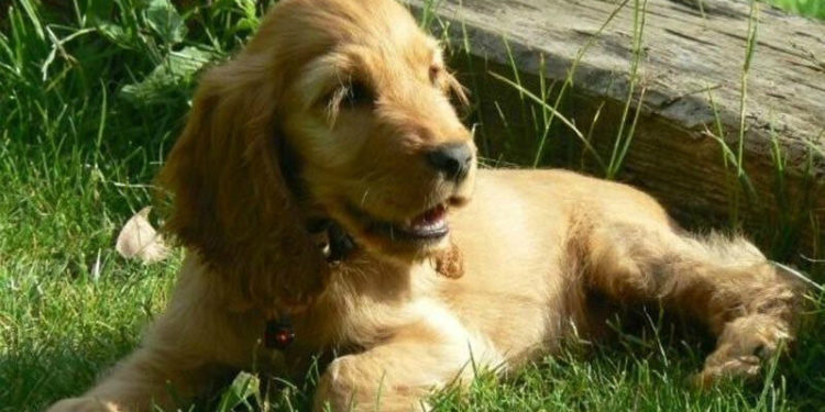 Quel moyen pour faire taire le chien du voisin ?