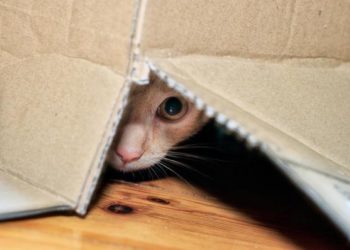 Où se cache un chat perdu ?