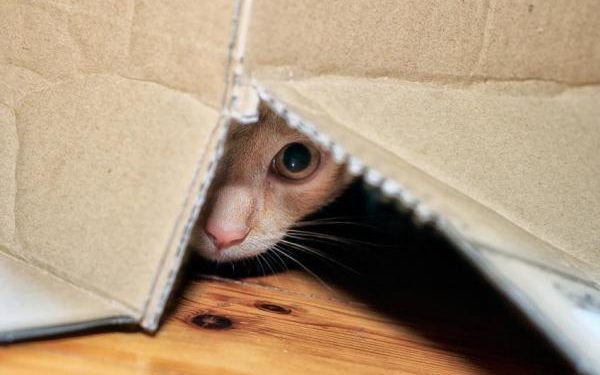 Où se cache un chat perdu ?