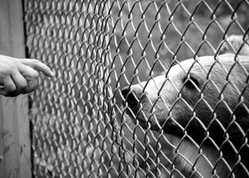 Où avoir des animaux gratuit ?